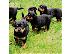 PoulaTo: Healthy male and female Rottweiler puppies  for adoption now